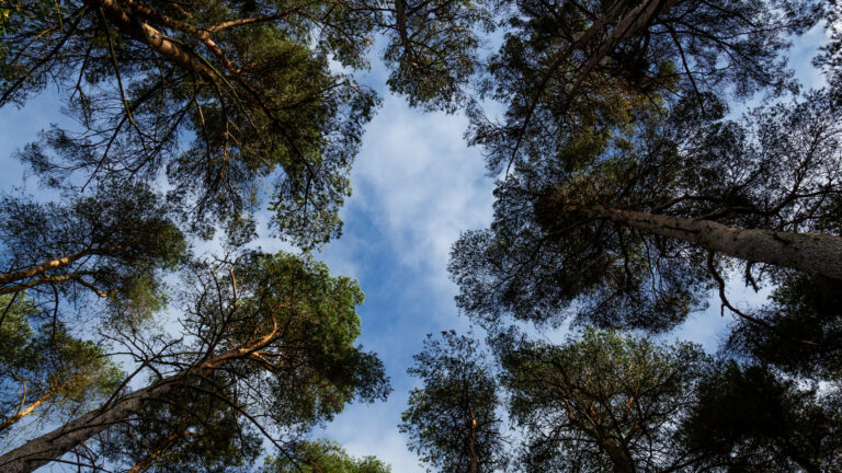 Tallkronor mot en blå himmel